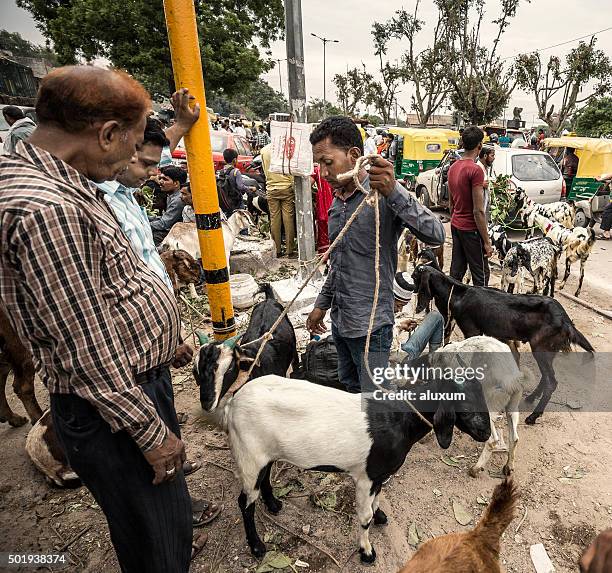 goat market in old delhi india - goat market stock pictures, royalty-free photos & images