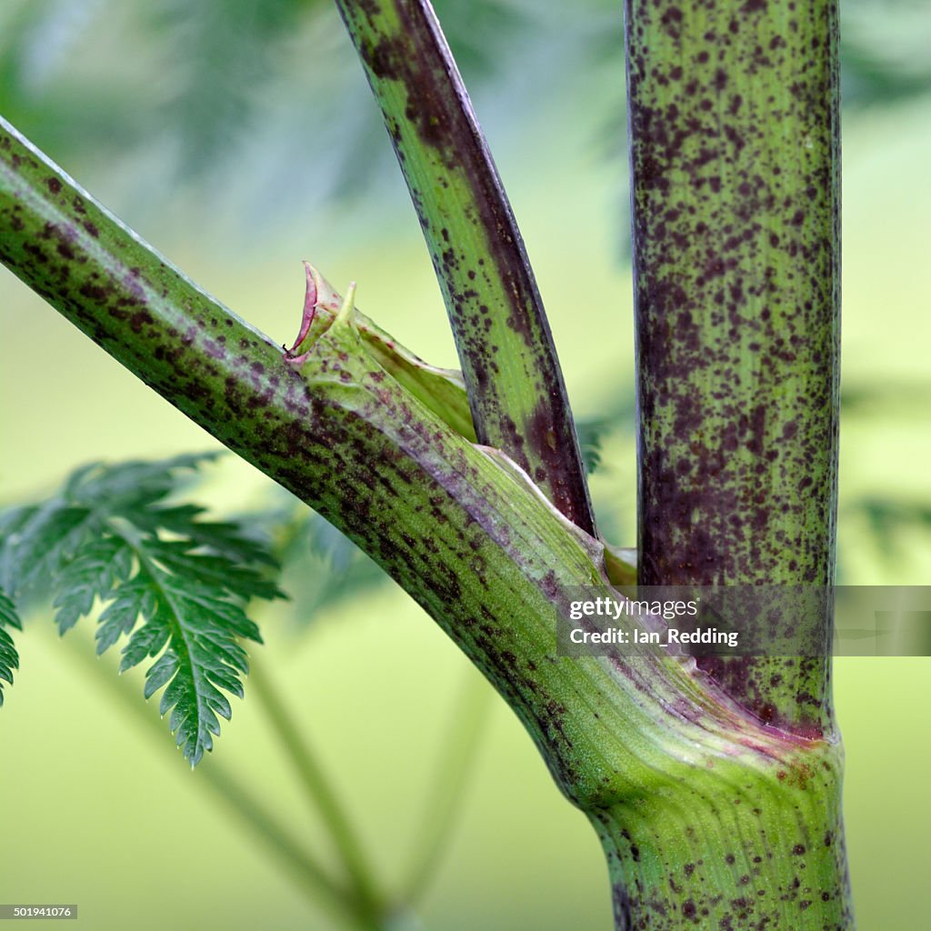 Hemlock (Conium maculatum) stem showing purple blotches