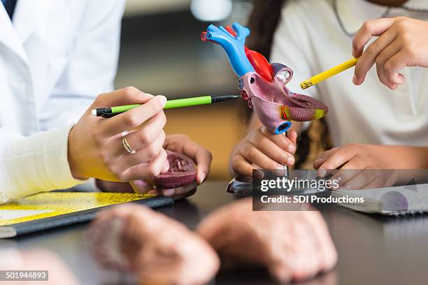 teacher using heart model educational toy in elementary school classroom - heart valve stock pictures, royalty-free photos & images