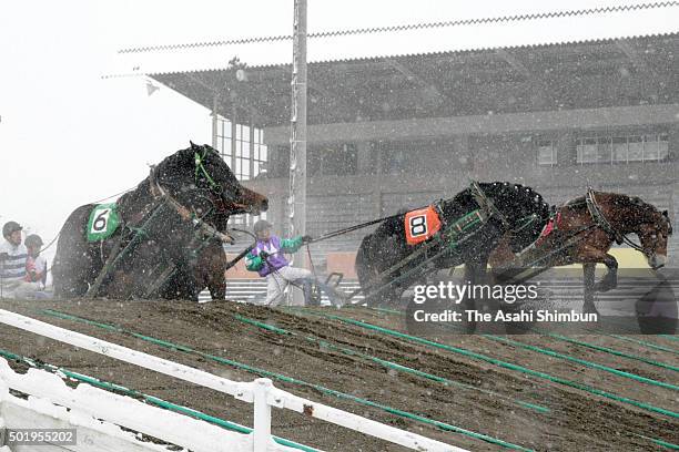 61 Obihiro Racecourse Stock Photos, HighRes Pictures, and Images
