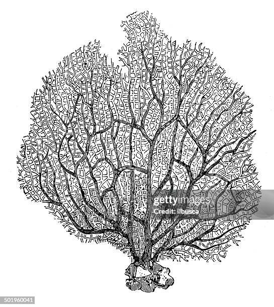 antique illustration of sea-fan (rhipidogorgia flabellum) - coral stock illustrations