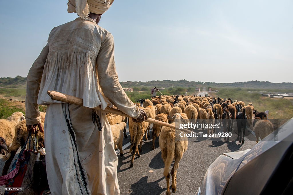 Herdsman leading flock of sheep along road, Gujarat, India
