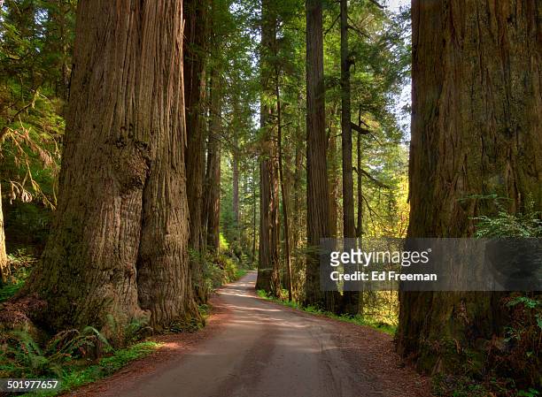 redwood forest on a perfect spring day - redwood foto e immagini stock