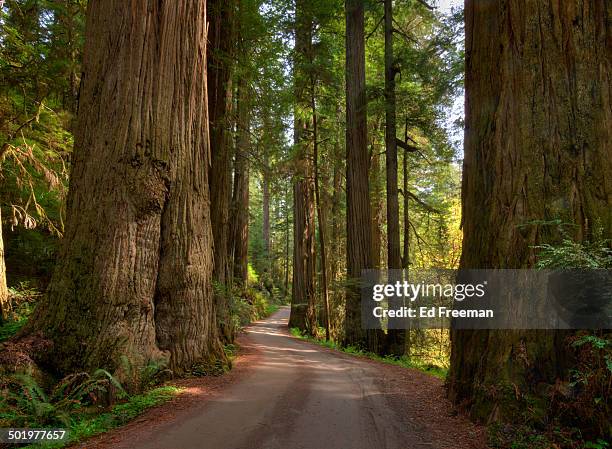 redwood forest on a perfect spring day - crescent city stock pictures, royalty-free photos & images