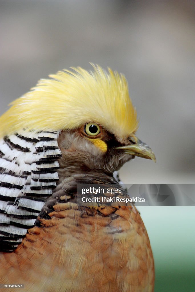 Golden Pheasant