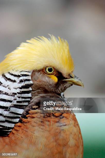 golden pheasant - iñaki respaldiza stock pictures, royalty-free photos & images