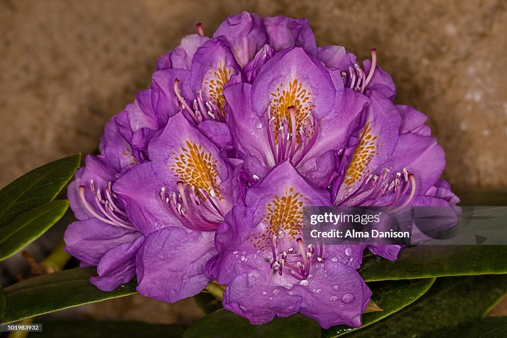 Rhododendron flower against brick wall