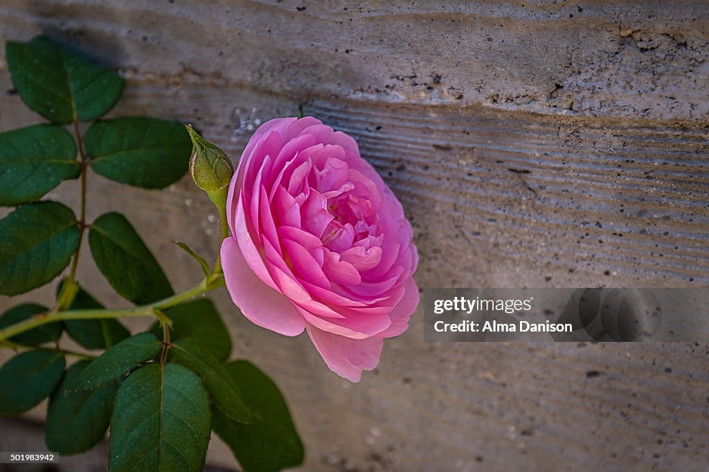 Close-up shot of pink rose against concrete wall