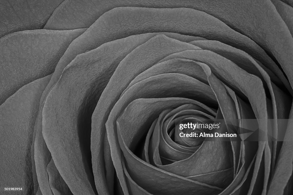 Black and white close-up shot of red rose