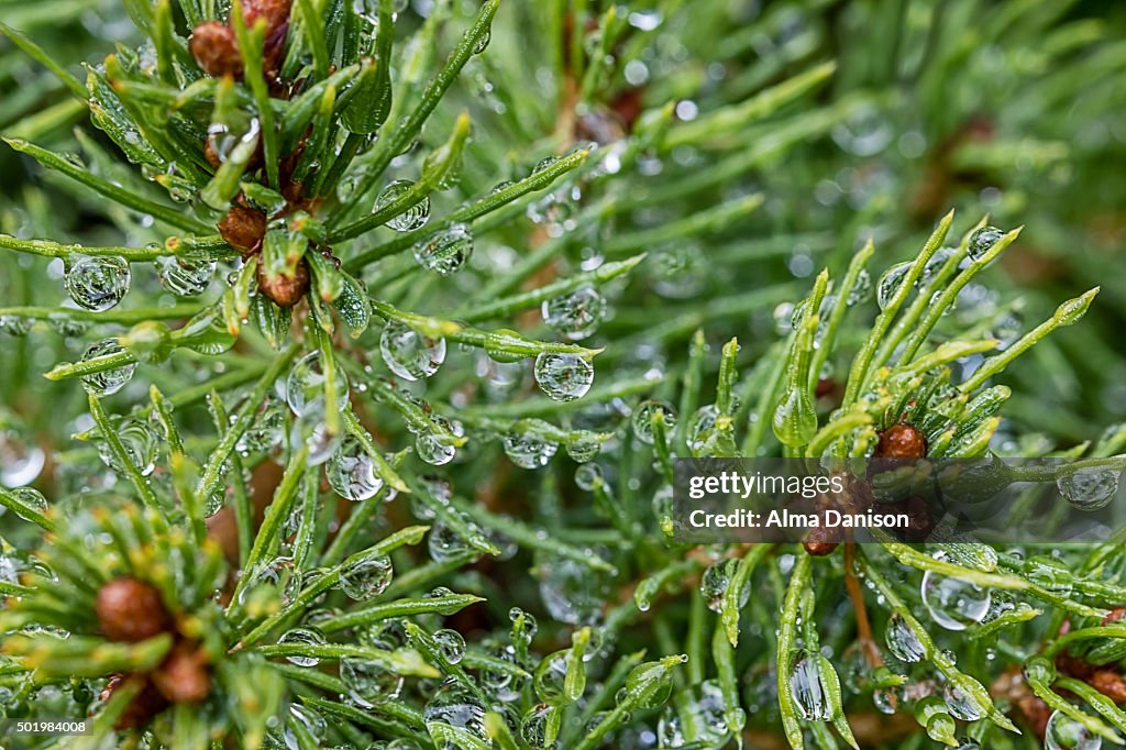 Close-up shot of green Alberta spruce leaves after rain