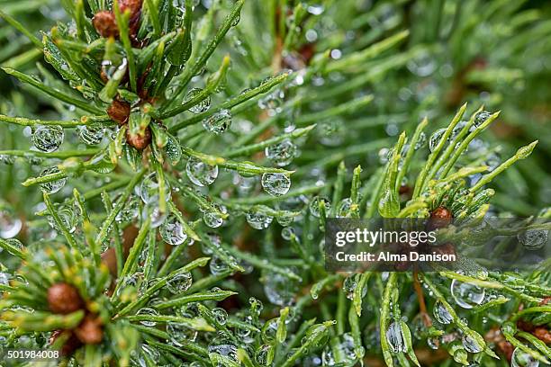 close-up shot of green alberta spruce leaves after rain - dwarf alberta spruce stock pictures, royalty-free photos & images
