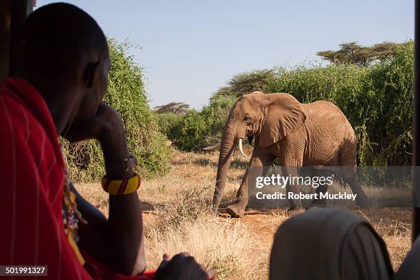 Samburu Moran watches an Elephant stride out of the bush into the open scrubland. The elephant has a coating of Samburu soil.