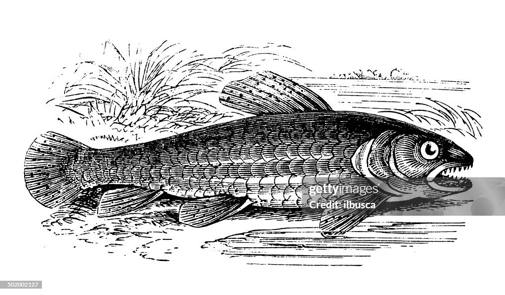 Antique illustration of Erythrinus erythrinus (red wolf fish) trahira
