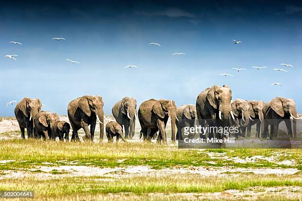 herd of african elephants, amboseli national park - african elephants stock pictures, royalty-free photos & images