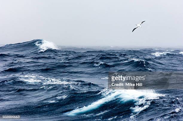 wandering albatross in flight over a rough sea - storm photos et images de collection