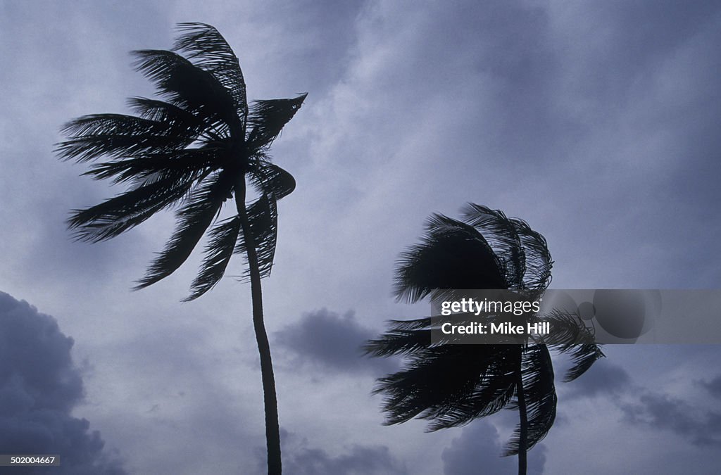 Palm trees in hurricane winds