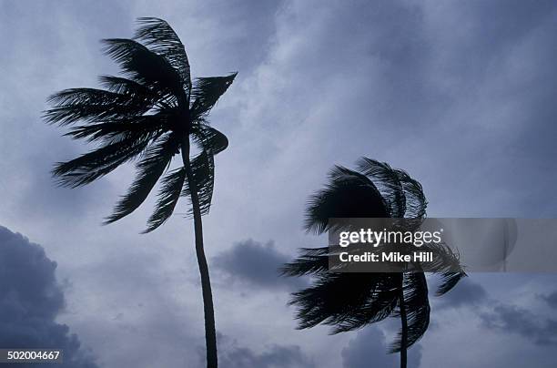 palm trees in hurricane winds - hurricaine stock pictures, royalty-free photos & images