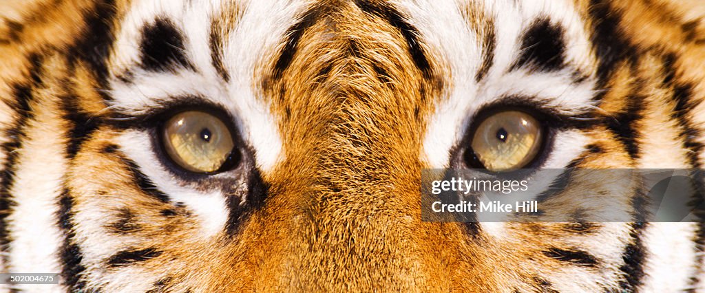 Close up view of Siberian Tiger's face