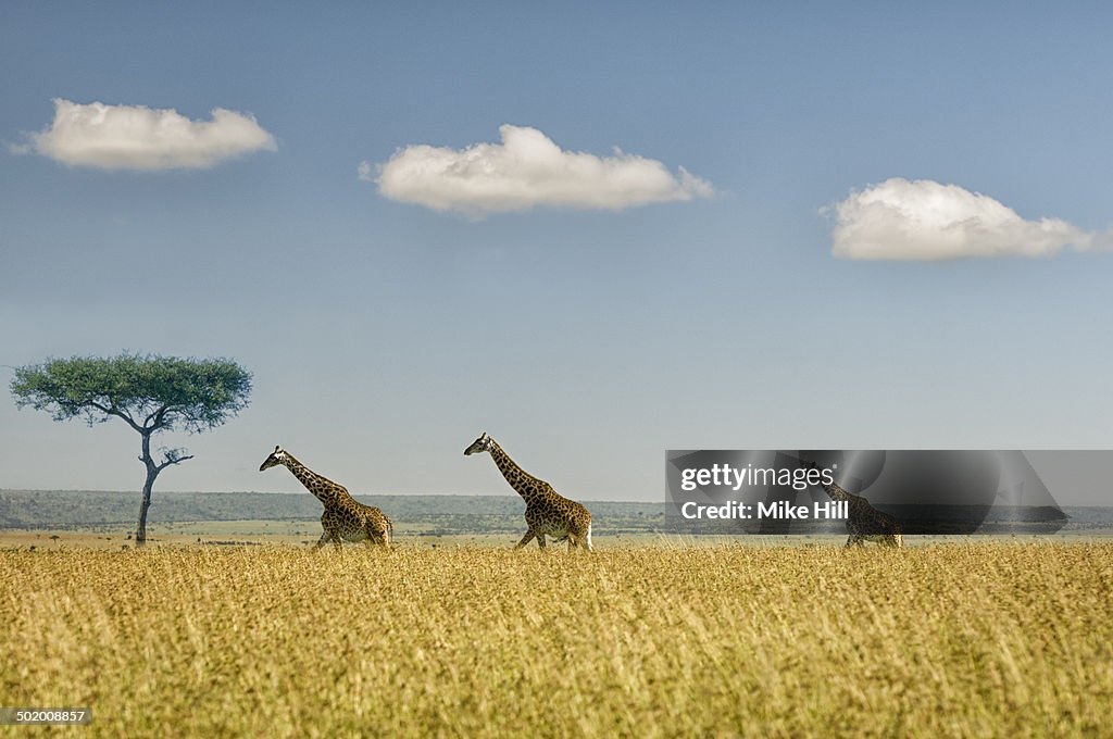 Three Masai Giraffes in savannah grasslands