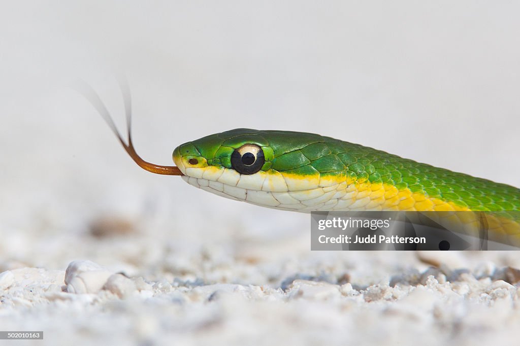 Rough green snake