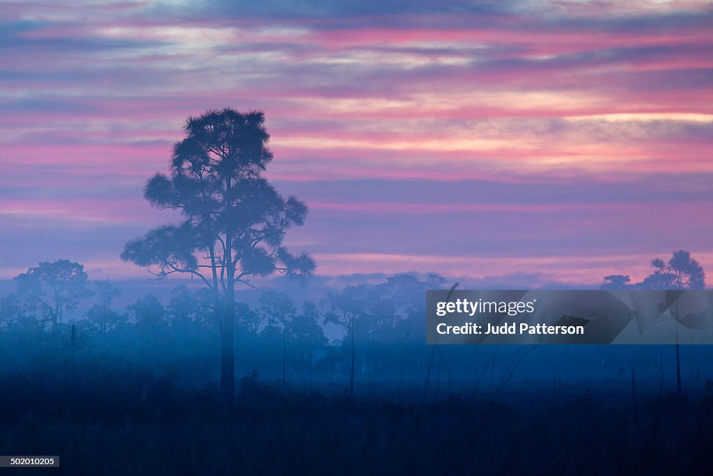 Big Cypress Dawn