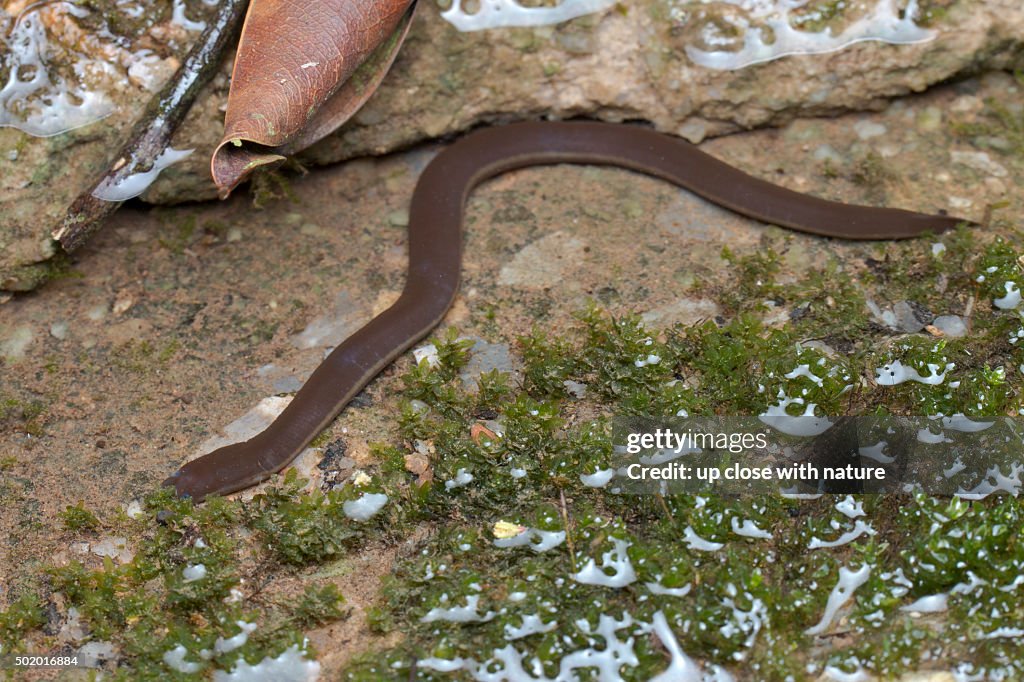 Close-up image of a Caecilian, Langkawi, Kedah, Malaysia