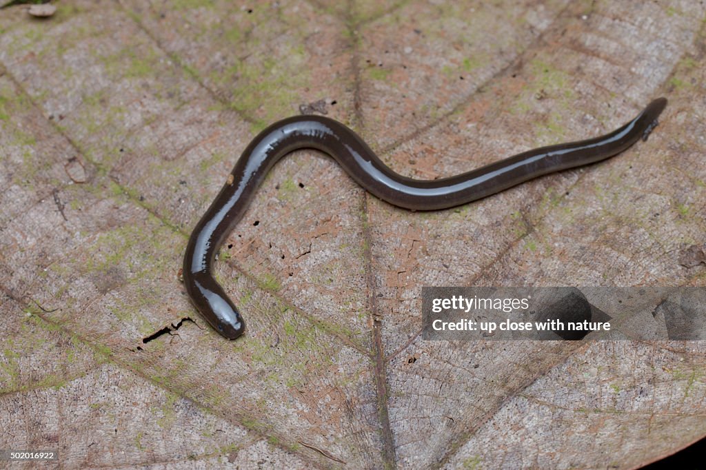 Close-up image of a Caecilian, Langkawi, Kedah, Malaysia