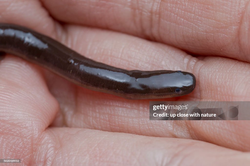 Close-up image of a Caecilian, Langkawi, Kedah, Malaysia