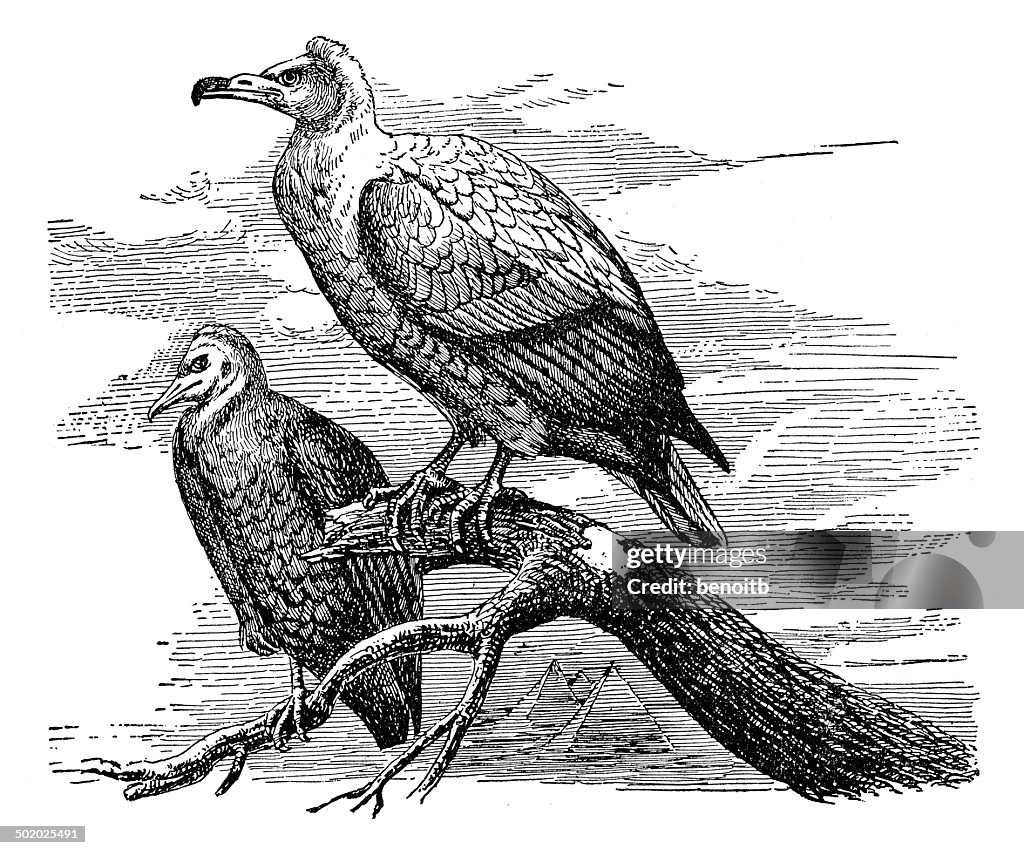 Egyptian Vulture