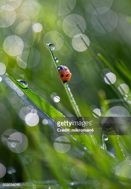 morning dew - ladybug stock pictures, royalty-free photos & images