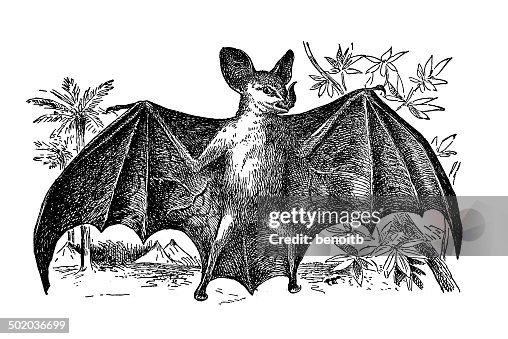 Vampire Bat Vampire Bat
