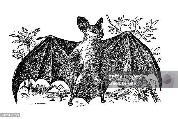 vampire bat - vampire bat stock illustrations