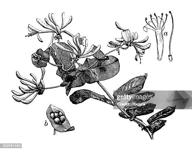 antique illustration of lonicera caprifolium (goat-leaf honeysuckle, italian honeysuckle) - honeysuckle stock illustrations