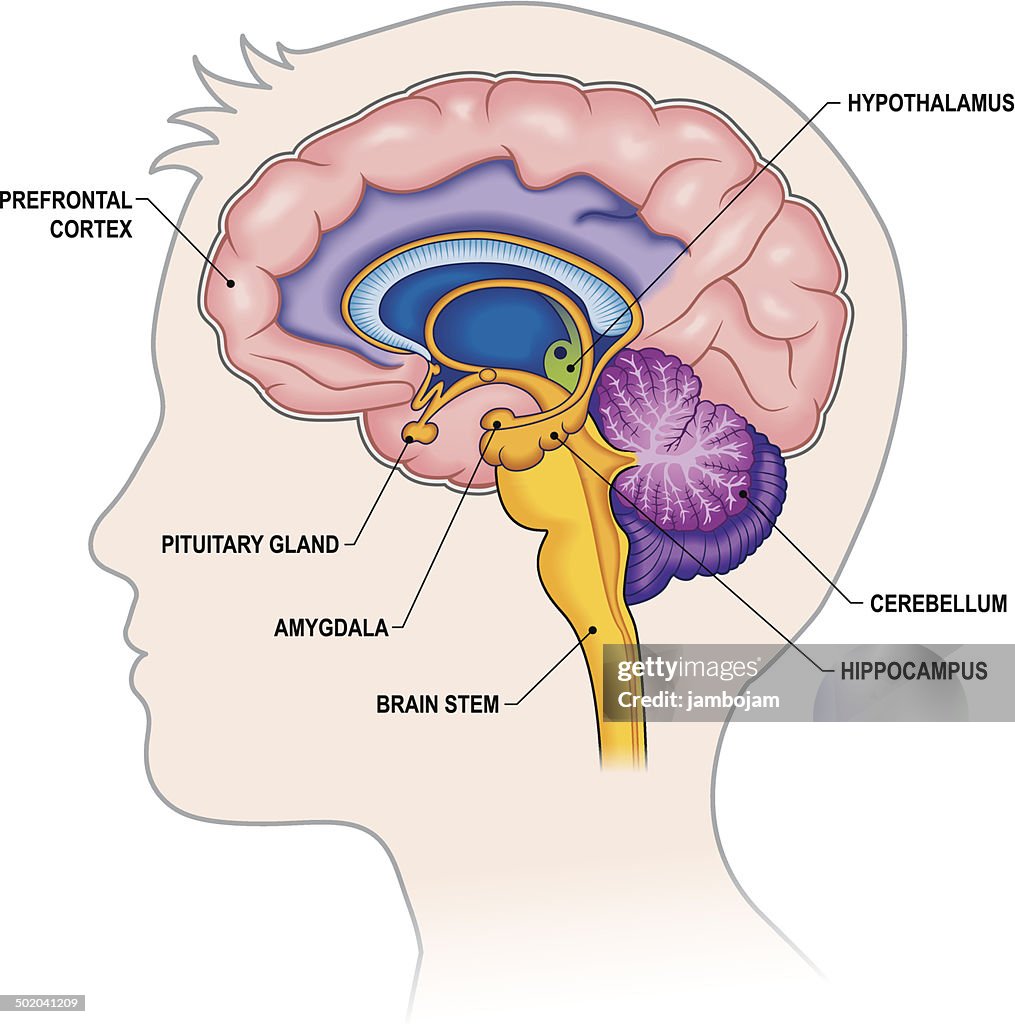 Brain Cross-section with labels