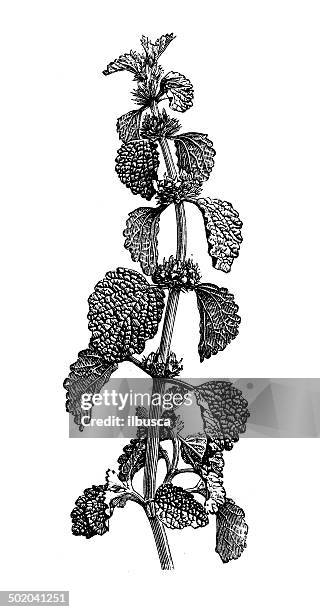 antikes illustration marrubium vulgare (white horehound oder gemeinsame horehound) - marrubium stock-grafiken, -clipart, -cartoons und -symbole