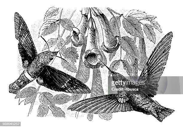 ilustraciones, imágenes clip art, dibujos animados e iconos de stock de colibrí ilustración de antigüedades y de mariposa nocturna halcón colibrí - canturrear