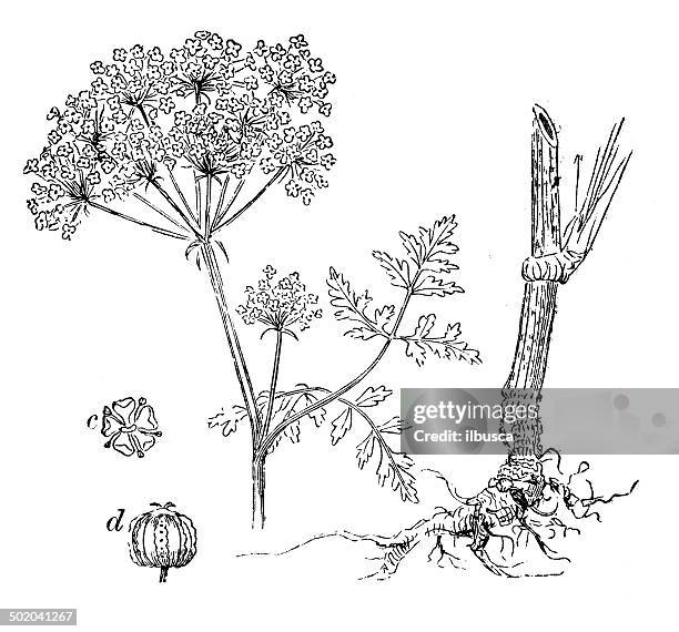 antique illustration of conium maculatum (hemlock) - poison hemlock stock illustrations