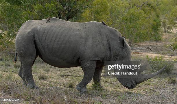 In this handout image provided by Philip Brown, the rhino that is being watched by Sir Ian Botham after the completion of 'Beefy Walking the Rainbow...