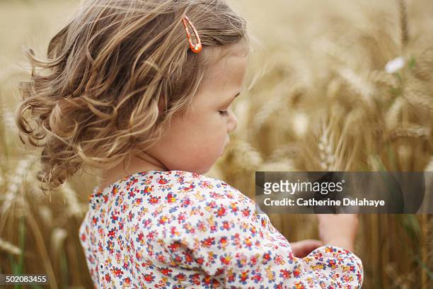 a 2 years old girl gathering ears of wheat - 2 3 years one girl only ストックフォトと画像