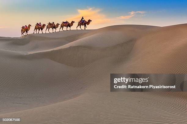 camel caravan travel in dessert - silk road stock-fotos und bilder