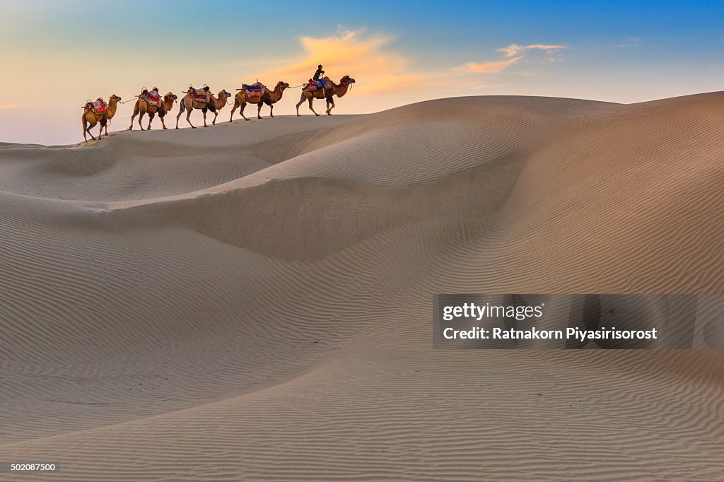 Camel Caravan Travel in Dessert