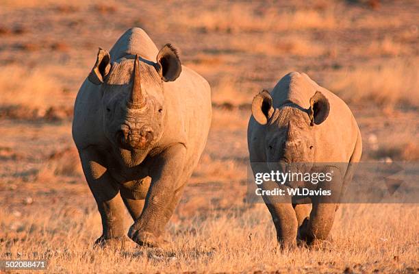 preto rhino - rhinoceros imagens e fotografias de stock