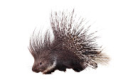 Indian crested Porcupine on white