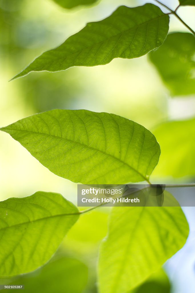 Green Leaves