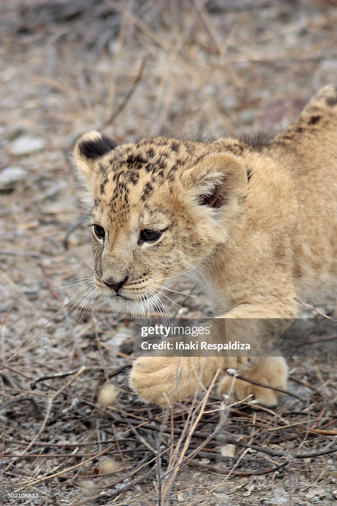 Lion Cub