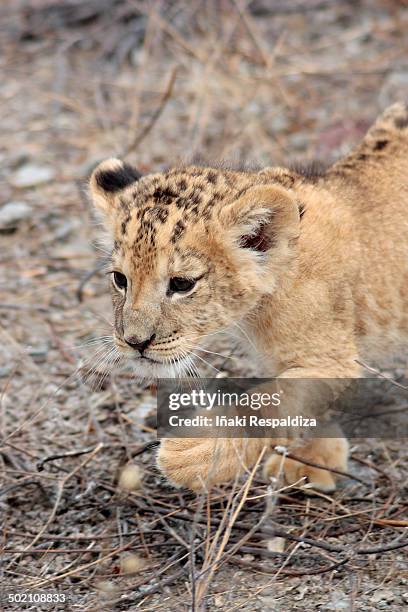 lion cub - iñaki respaldiza 個照片及圖�片檔