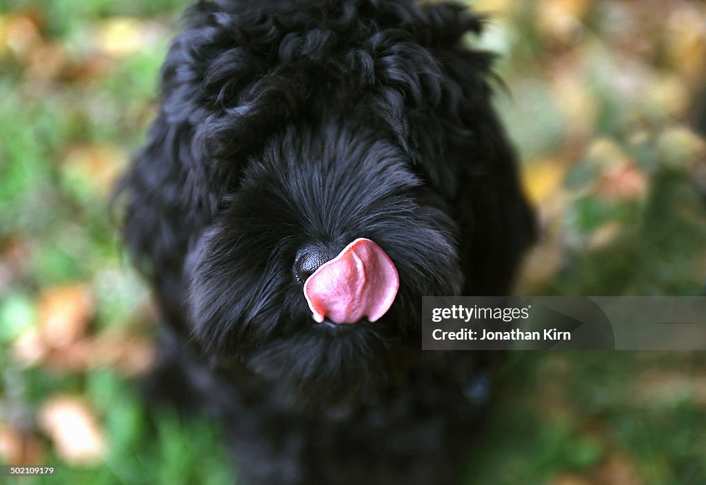 Cockapoo Designer A Cockapoo Designer Dog And His Tongue High-Res Stock Photo - Getty Images