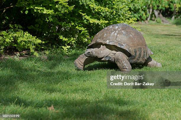 seychelles giant tortoise - セイシェルリクガメ ストックフォトと画像