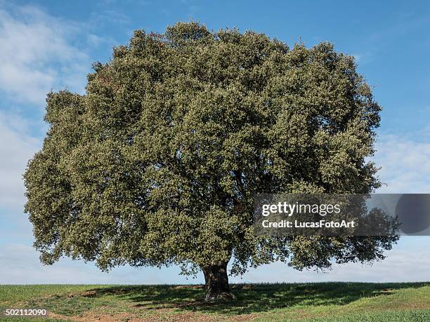 oak landscape - holly oak stock pictures, royalty-free photos & images