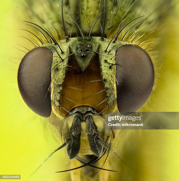 fly head - fly insect stock pictures, royalty-free photos & images